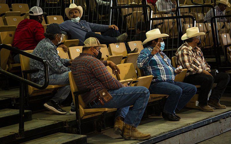 Cattle Auction